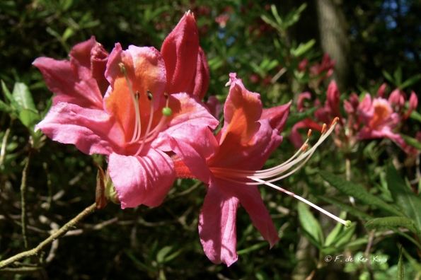 Bois des Moutiers (248) Mai 2012